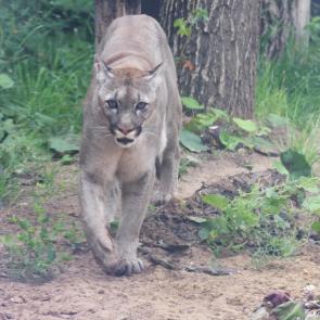 ����: ����