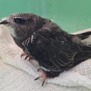 ����: �����