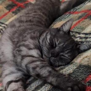 ���� ��������: �����