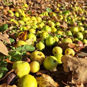 ����: �������