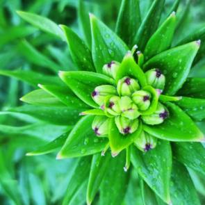 ���� ��������: �����