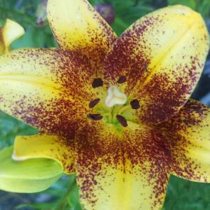 ����: �����