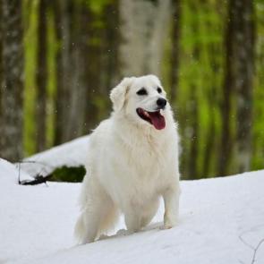 ����: ����� 