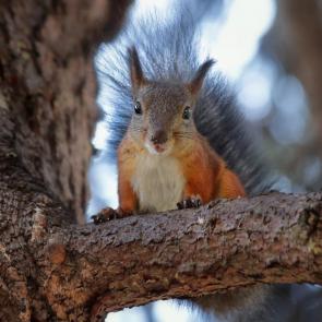 ���� ��������: �������. 