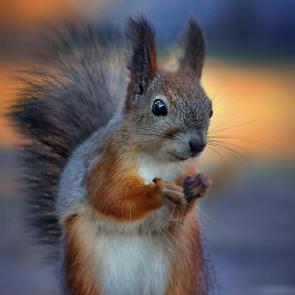 ���� ��������: ��� ����� �������. 