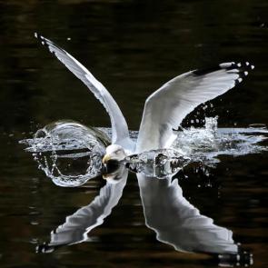 ����: �����������. 