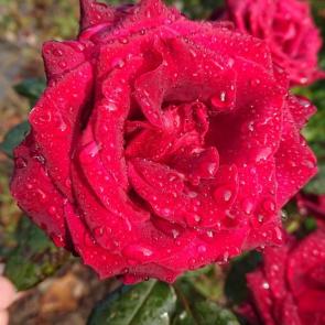 ���� ��������: 