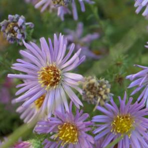 ����: ��������� �������� 