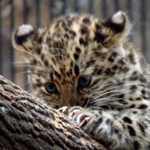 ����: ������� ���������������� ��������.