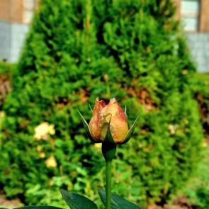 ����: ������� ����� �� ���� ��������