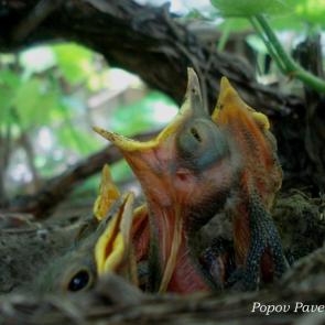 ����: ������