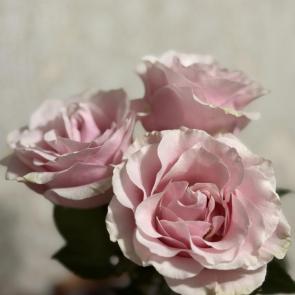 ����: ��������