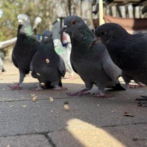 ����: ����� ����