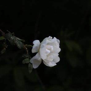 ���� ��������: ������ �������