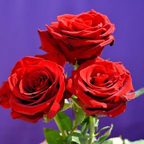 ����: ����