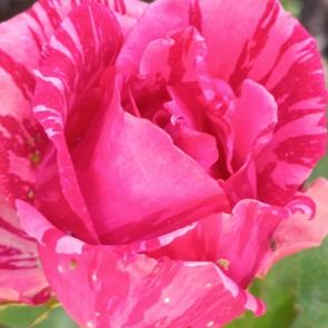 ���� ��������: ������� ��������