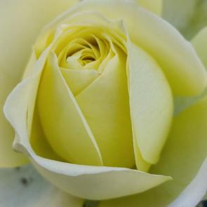 ���� ��������: �������