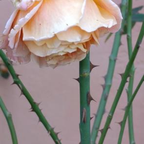 ���� ��������: ������� ����