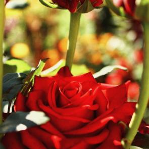 ����: ������� ����