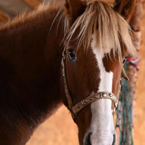 ���� ��������: ����� �����