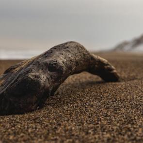 ����: � ����������� 