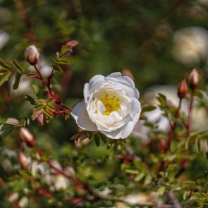 ���� ��������: �������� �����