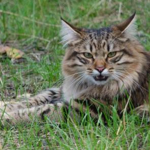 ��������� �����.