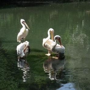 ���� ��������: ������ ������