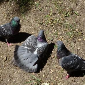 ����: ������