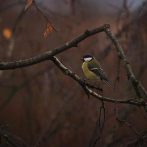 ����: �������