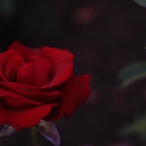 ���� ��������: ��������� � ����