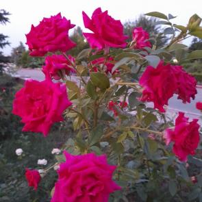 ���� ��������: �������� ����.