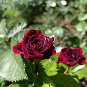 ����: �  ���� ����