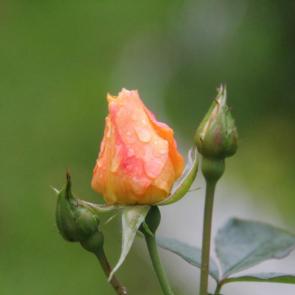 ����: �������� ����