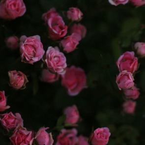 ���� ��������: �������� �������