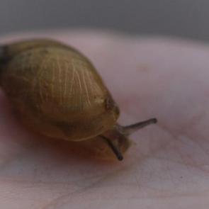 ���� ��������: ������� ����� �����