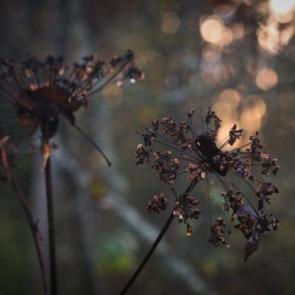 ���� ��������: �������