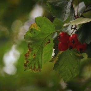 ���� ��������: ����������� �����