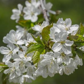 ���� ��������: �����