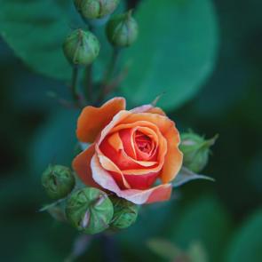 ����: ...������ ������������