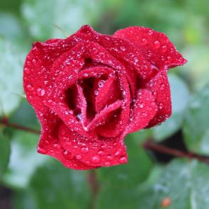 ����: ������ ������