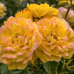 ����: ���� ����������