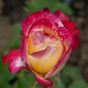 ����: ���� ����������