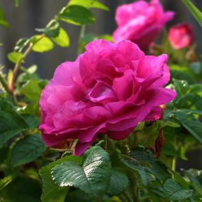 ���� ��������: ������� ������ �������� ...