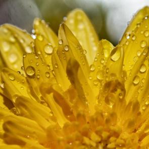 ���� ��������: ������� �������� ����������