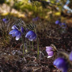 ����: �������� �����