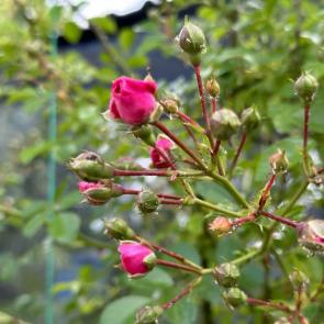 ����: �������� �����