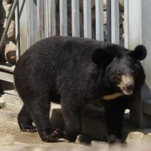 ����: �����������