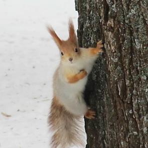 ����: �������