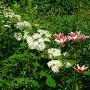 ����: �����